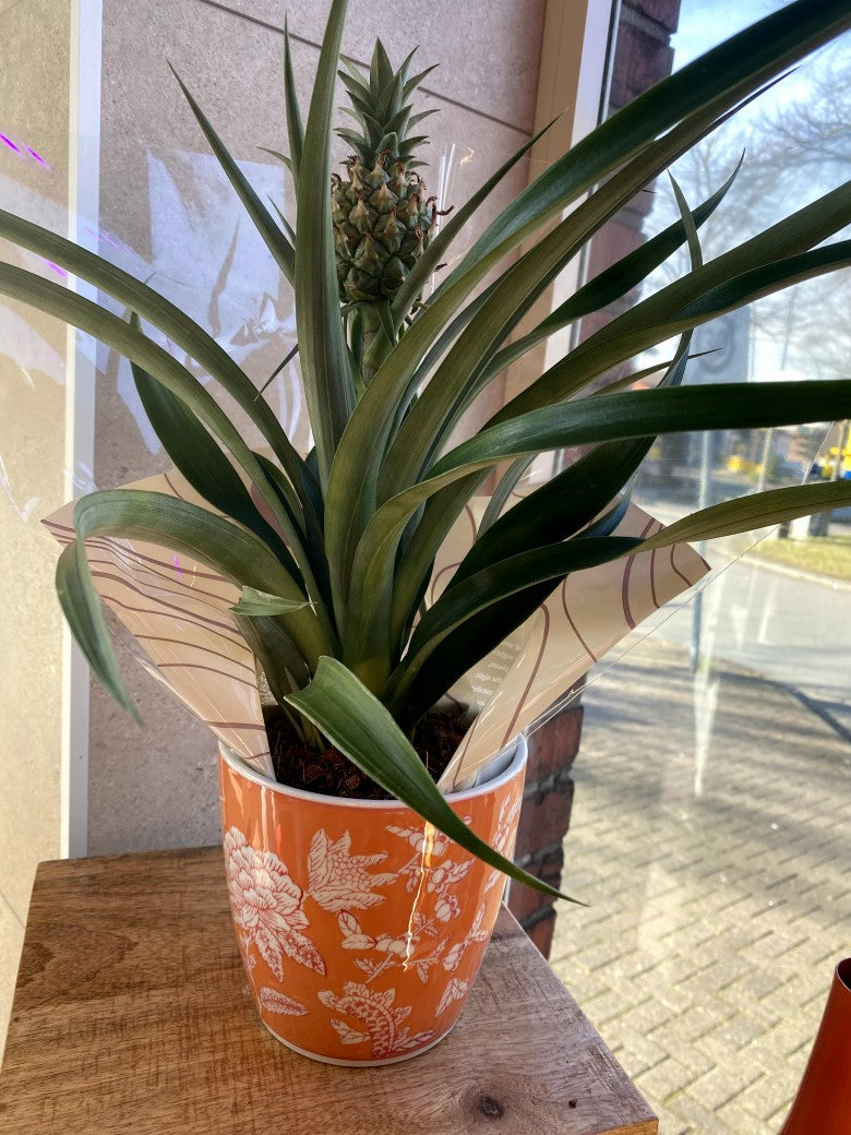 Charmanter Keramik-Übertopf im verspielten Orange-Weiß-Blumenmuster, verleiht sofort einen frischen Pflanzen-Look. Ideal für Fensterbretter, Regale oder Tische!