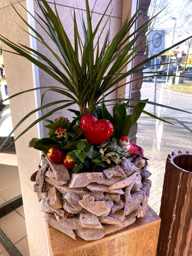 Schenken Sie Liebe, die wächst. Unser exklusives Zimmerpflanzen Arrangement vereint eine elegante Dracaena mit natürlichem Holzkranz zu einem zeitlosen Geschenk.