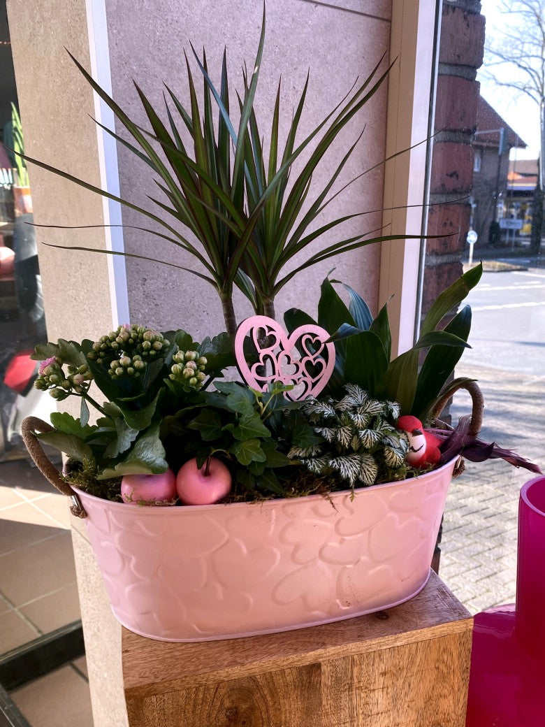 Schenken Sie Liebe, die wächst. Unser exklusives Zimmerpflanzen Arrangement vereint eine elegante Dracaena mit Zinkkorb in Rosa zu einem zeitlosen Geschenk.