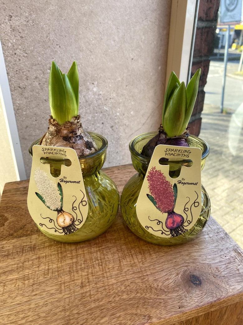 Verzaubern Sie Räume mit der Eleganz unserer duftenden Sparkling Hyazinthe in Rosa Weiß oder Lila im hochwertigen schweren Glas. Natur Design Statement-Piece!