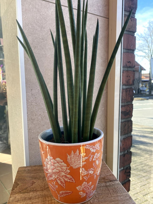 Charmanter Keramik-Übertopf im verspielten Orange-Weiß-Blumenmuster, verleiht sofort einen frischen Pflanzen-Look. Ideal für Fensterbretter, Regale oder Tische!